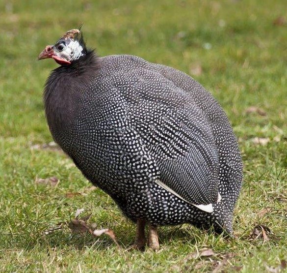bird guinea hen
