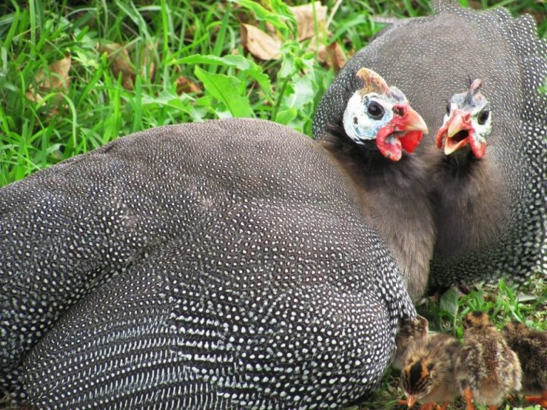 bird guinea hen