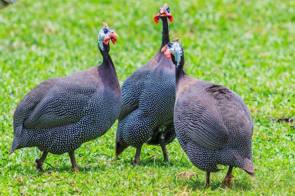 guineafowls