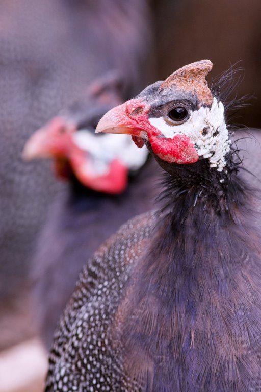 guineafowls