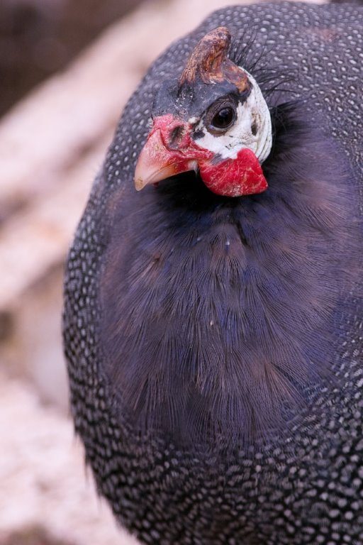 guineafowls