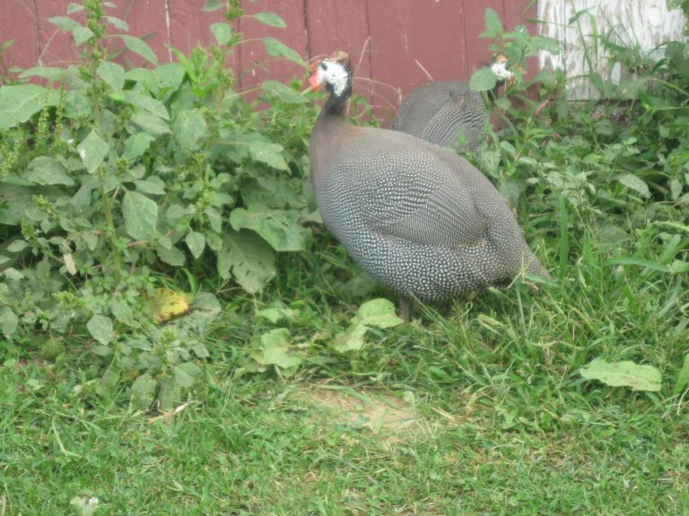 guinea hen