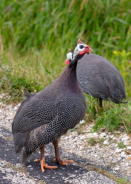 The helmeted guineafowl  often domesticated in Europe and America