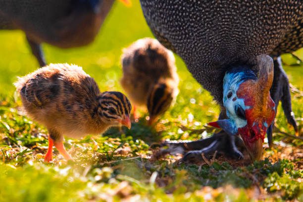 bird guinea fowl