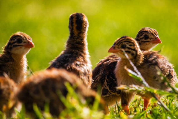 guinea hen chick