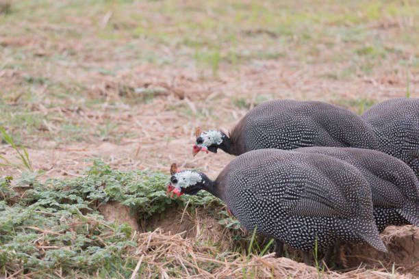 flock of guinea fowl