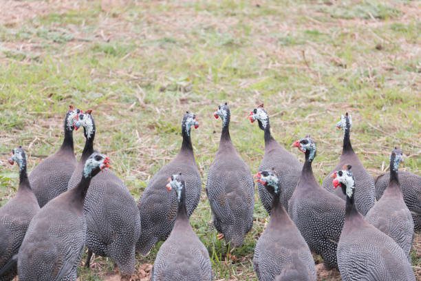 flock of guinea fowl