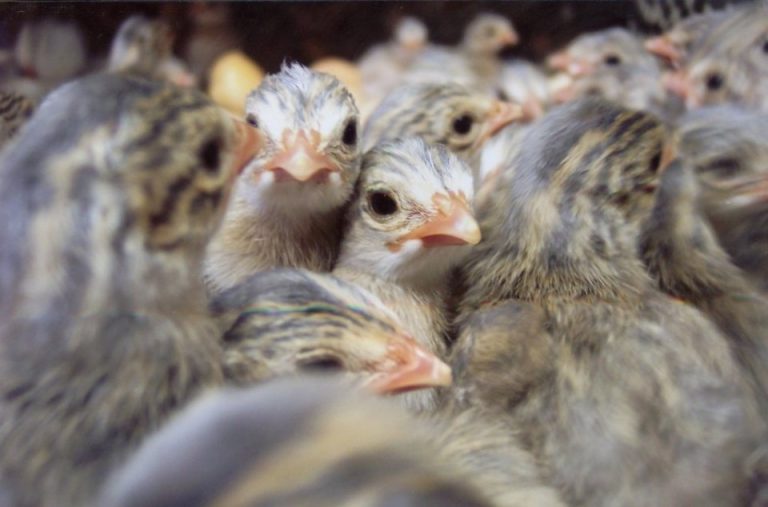 guinea keets for sale