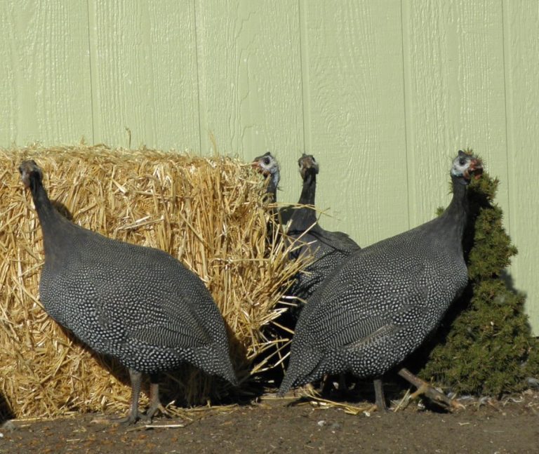 guinea hen