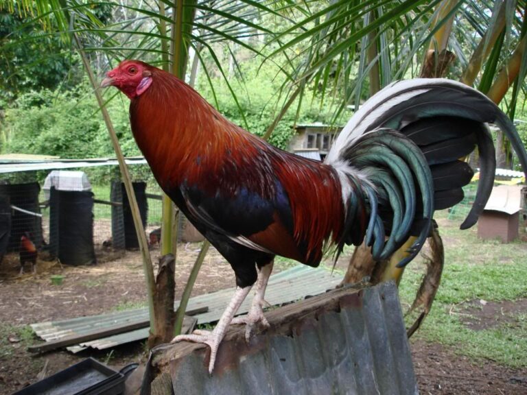 Lacy Roundhead Rooster