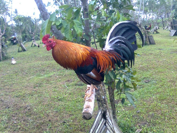 Peruvian Rooster