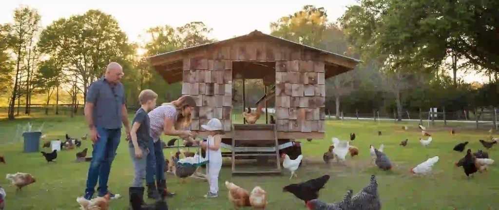 Guinea fowl for sale