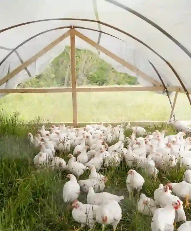 Guinea fowl for sale